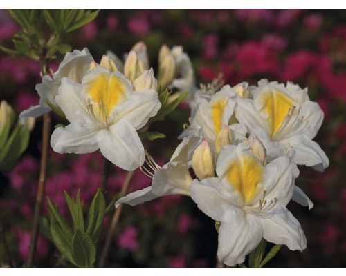 Azalée Rhododendron luteum 'Persil' h 30-40 cm Co 5 L