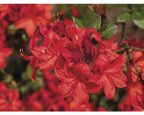 Azaleé Rhododendron luteum 'Feux de parking' H 30-40 cm Co 5 L