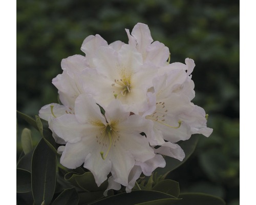 Rhododendron pour sol calcaire Rhododendron Inkarho® 'Haie parfumée blanche' H 25-30 cm Co 5 L
