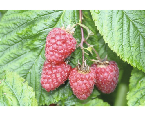 Framboisier estival Hof:Obst Rubus idaeus 'Sanibelle' ® H 30-40 cm Co 3,4 L