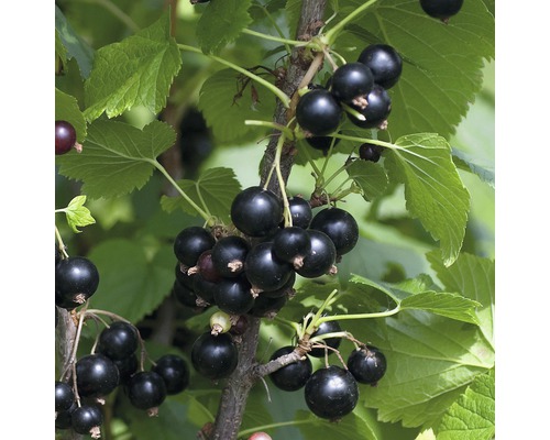 Grosseillier noir Hof:Obst Ribes nigrum 'Ben Tirran' ® h 30-40 cm Co 3,4 l