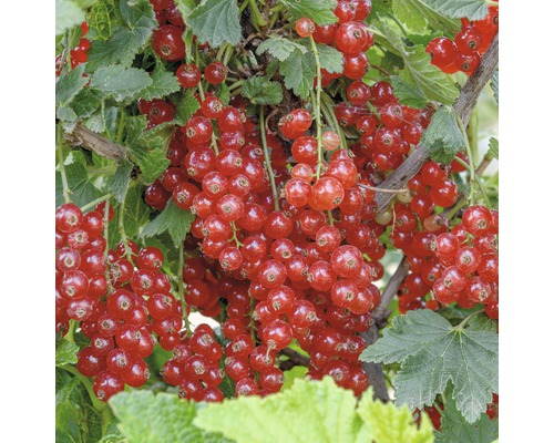 rote Johannisbeere Hof:Obst Ribes rubrum 'Rondom' H 30-40 cm Co 3,4 L