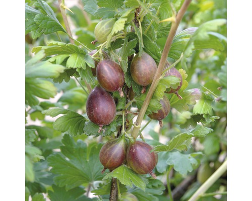 Groseillier à maquereaux rouge Hof:Obst Ribes uva-crispa 'Mucurines' H 30-40 cm Co 3,4 L