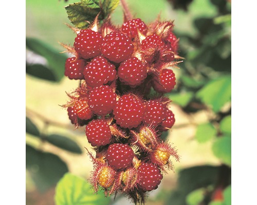 Vigne japonaise Hof:Obst Rubus phoenicuasius H 30-40 cm Co 3,4 L