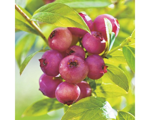 Myrtille arbustive rose Hof:Obst Vaccinium corymbosum 'Pink Blueberry ' H 30-40 cm Co 3,4 L