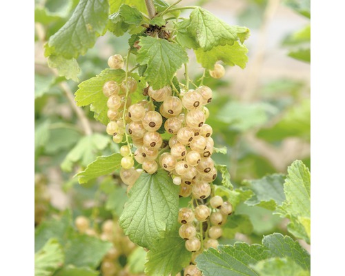 Groseillier blanc Hof:Obst Ribes rubrum 'Werdavia' H 30-40 cm Co 3,4 L