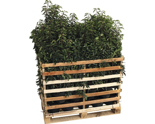 Laurier du Portugal FloraSelf Prunus lusitanica 'Angustifolia' H 60-80 cm Co 5 l (50 pièces) 1 palette