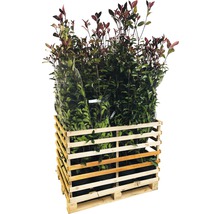 18 x photinies FloraSelf Photinia fraseri 'Red Robin' h 125-150 cm Co 15 l pour une haie d'env. 7 m-thumb-0