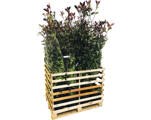 18 x photinies FloraSelf Photinia fraseri 'Red Robin' h 125-150 cm Co 15 l pour une haie d'env. 7 m