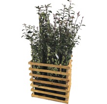 9 x photinies FloraSelf Photinia fraseri 'Pink Marble' h 125-150 cm Co 15 l pour une haie d'env. 4 m-thumb-1