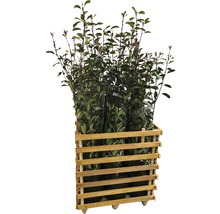 9 x photinies FloraSelf Photinia fraseri 'Red Robin' h 125-150 cm Co 15 l pour une haie d'env. 4 m-thumb-1