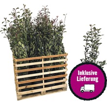 18 x photinies FloraSelf Photinia fraseri 'Pink Marble' h 125-150 cm Co 15 l pour une haie d'env. 7 m-thumb-0