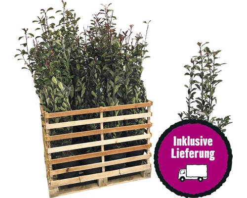 18 x photinies FloraSelf Photinia fraseri 'Pink Marble' h 125-150 cm Co 15 l pour une haie d'env. 7 m-0