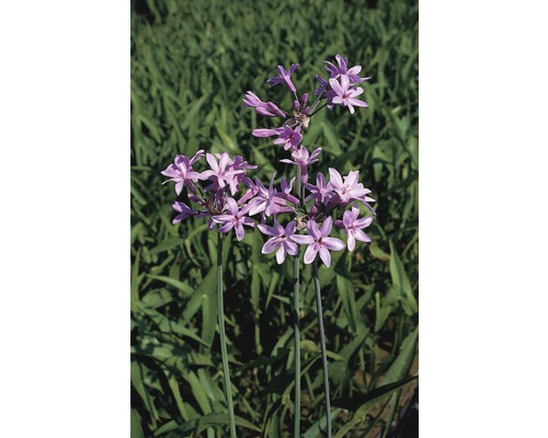 Thulbachia, Tulbaghie violette FloraSelf Tulbachia violacea h 10-50 cm Co 0,6 l