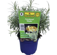 Currykraut FloraSelf Helichrysum italicum 'Aladin' Ø 12 cm Topf-thumb-2