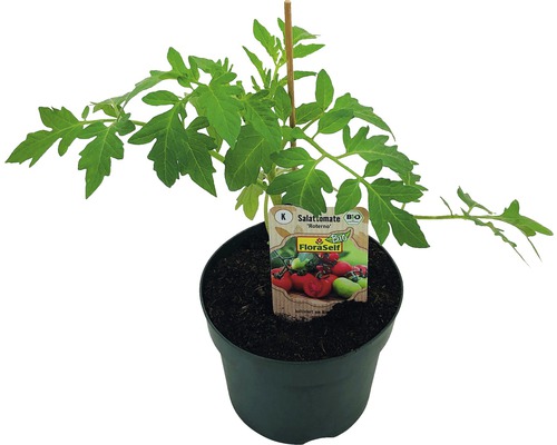Tomate greffée FloraSelf Bio Lycopersicum esculentum var. Esculentum pot Ø 13 cm