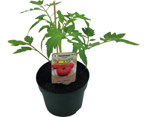 Tomate charnue FloraSelf Bio Lycopersicum esculentum var. Esculentum pot Ø 13 cm