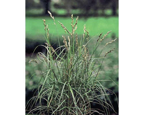 Carex muskingumensis FloraSelf H 10-70 cm Co 0,6 L