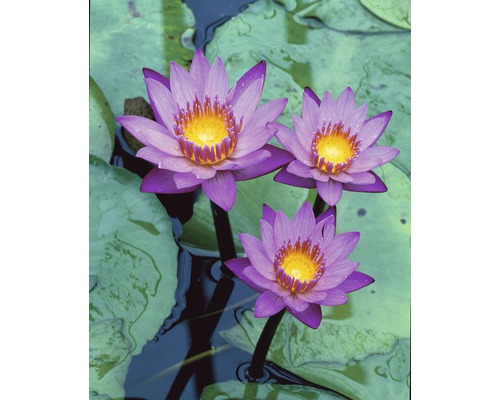 Nénuphar FloraSelf Nymphaea-Hybride 'King of the Blues' h 10-20 cm Co 3 l