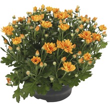 Chrysanthème FloraSelf Chrysanthemum indicum 'Jive Time' pot Ø 23 cm-thumb-0