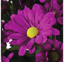 Chrysanthème FloraSelf Chrysanthemum indicum 'Ramires' pot Ø 23 cm-thumb-1