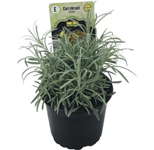 Currykraut FloraSelf Helichrysum italicum 'Aladin' Ø 12 cm Topf-thumb-0