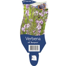 Verveine officinale Verbena officinalis 'Bampton' h 20-40 cm pot Ø 11 cm (6 pièces)-thumb-0