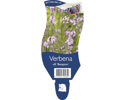 Verveine officinale Verbena officinalis 'Bampton' h 20-40 cm pot Ø 11 cm (6 pièces)-0