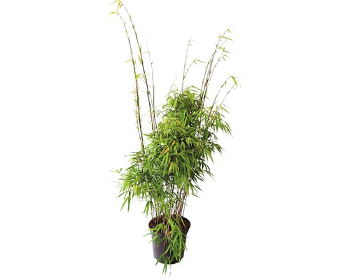 Bambou de jardin résistant au soleil FloraSelf Fargesia rufa H 60-80 cm Co 7,5 L