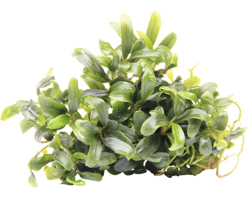 Bucephalandra à feuilles étroites Bucephalandra à feuilles étroites