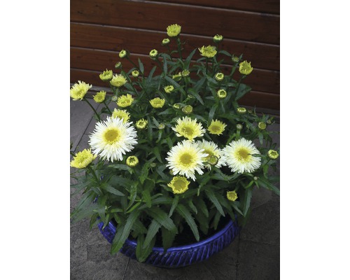 Marguerite naine à grosses fleurs FloraSelf Chrysanthemum /Leucanthemum maximum 'Dwarf Snow Lady' h 10-30 cm Co 3 l