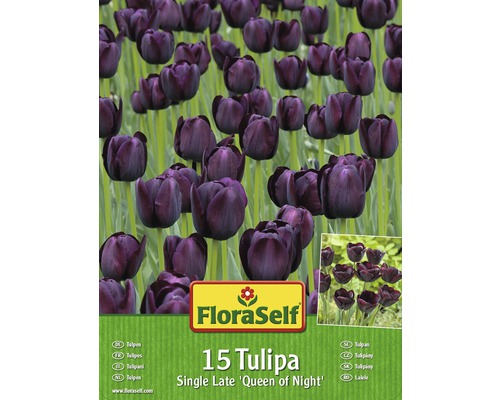 Kit promotionnel de bulbes de tulipes Queen of Night 15 un.