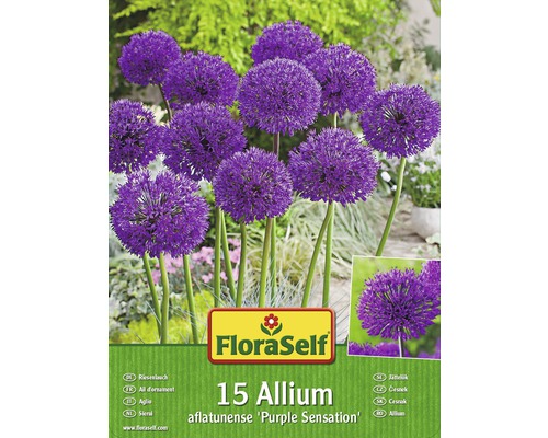 Kit promotionnel de bulbes d'Allium Purple Sensation 15 un.