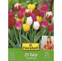 Kit promotionnel de bulbes de tulipes mélange mélange 25 pièces-thumb-0