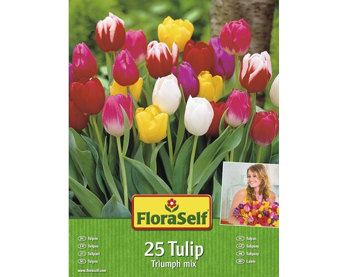 Kit promotionnel de bulbes de tulipes mélange mélange 25 pièces