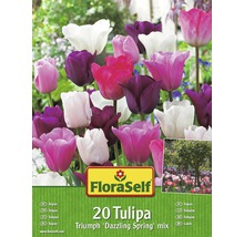 Kit promotionnel de bulbes de tulipes mélange Dazzling Spring 20 un.-thumb-0