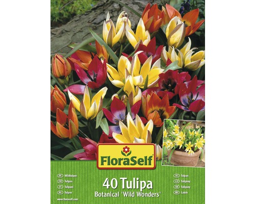 Kit promotionnel de bulbes de tulipes Wild Wonders 40 un.