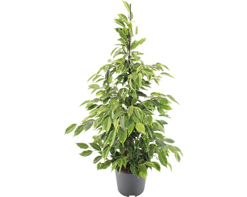 Figuier pleureur FloraSelf Ficus benjamina 'Anastacia' H 80-100 cm pot Ø 21 cm