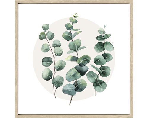 Gerahmtes Bild Eucalyptus I 53x53 cm