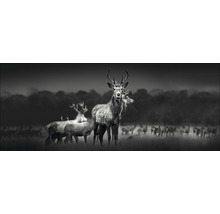Tableau en verre Herd Of Deer 30x80 cm-thumb-0