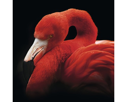 Tableau en verre Sleeping Flamingo 20x20 cm-0