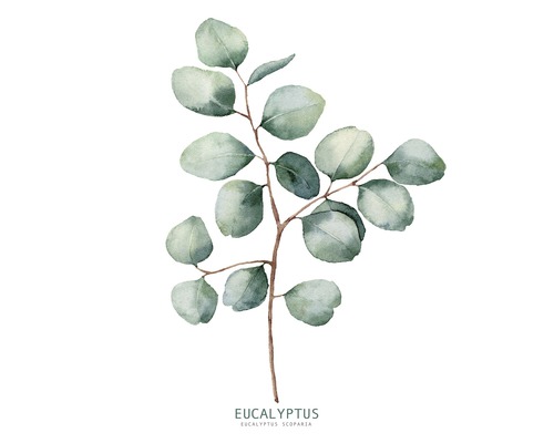 Tableau en verre Eucalyptus Branches ll 20x20 cm-0