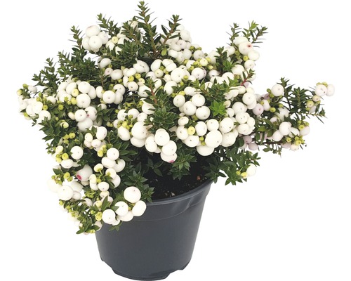 Gaulthérie mucronée FloraSelf Gaultheria (Pernettya) mucronata 'White' h 20-30 cm Co 1,2 L (3 pces)-0