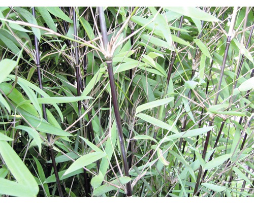 Bambou de jardin noir Fargesia nitida 'Black Pearl' h 40-50 cm Co 3 l (3 pces)