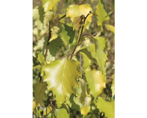 Bouleau sable FloraSelf Betula pendula 'Golden Cloud' H 100-125 cm Co 6 L