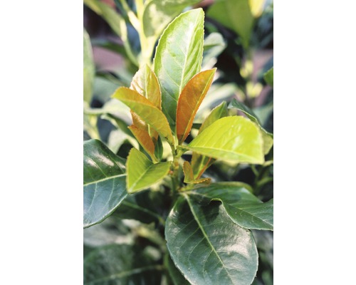 Laurier-cerise FloraSelf Prunus laurocerasus 'Etna'® H 60-80 cm Co 10 L