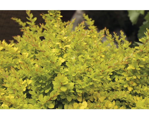 Berbéris nain FloraSelf Berberis thunbergii 'Sunsation'® H 50-60 cm Co 15 L