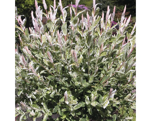 Osier éclaboussé de blanc FloraSelf Salix integra 'Hakuro Nishiki' demi-tige 125 cm H 150-175 cm Co 18 L
