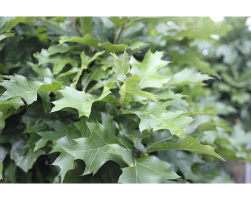 Chêne des marais FloraSelf Quercus pallustris 'Green Dwarf' demi-tige 125 cm H 140-160 cm Co 18 L