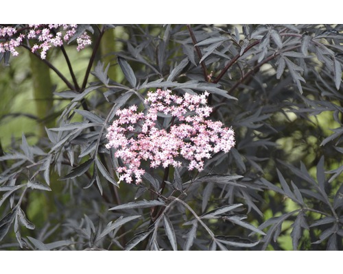 Sureau FloraSelf Sambucus nigra 'Black Lace' h 60-80 cm Co 10 l